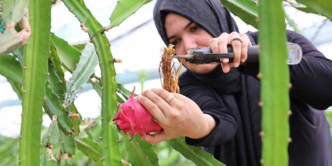 Kurutulmuş meyve sektörünün yeni yıldızı! Bu lezzet artık yükselişte: Üreticinin yeni gözdesi oldu! 3